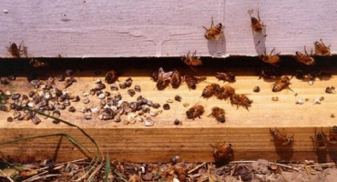 Jak zacházet s vápenným plodem u včel a charakteristické znaky ascosferózy